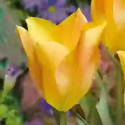 Batalinii Bright Gem